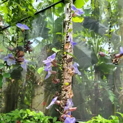 Charco Verde Nature Reserve - Rivas