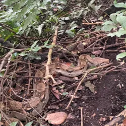 Volcán Concepción - Rivas