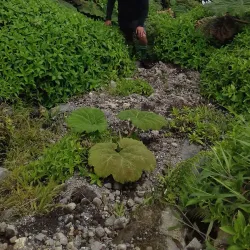 Volcán Concepción - Rivas