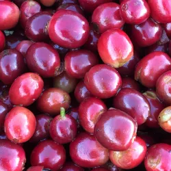 Local Coffee Farms - Sebaco