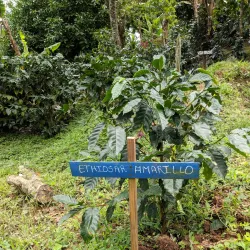 Local Coffee Farms - Sebaco