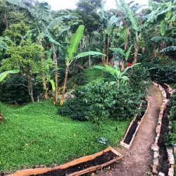 Local Coffee Farms - Sebaco