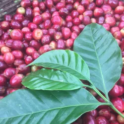 Local Coffee Farms - Sebaco