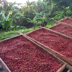 Local Coffee Farms - Sebaco