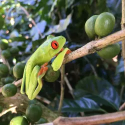 Local Coffee Farms - Sebaco