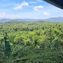 Local Coffee Farms - Sebaco