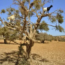 Camel Trekking Tours - Agadez