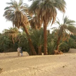 Bilma Oasis - Bilma