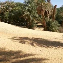 Bilma Oasis - Bilma
