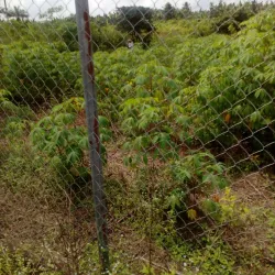 Kwale Game Reserve - Asaba