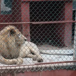 Benin City Zoo - Benin