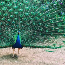 Benin City Zoo - Benin