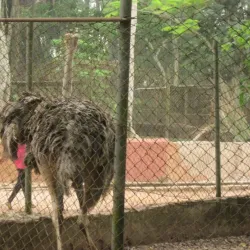 Benin City Zoo - Benin