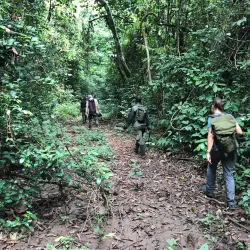Okomu National Park - Benin