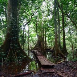 Okomu National Park - Benin