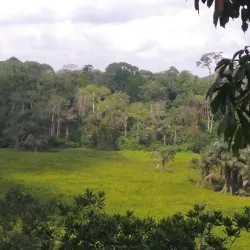 Okomu National Park - Benin