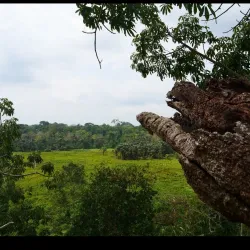Okomu National Park - Benin