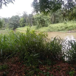 Okomu National Park - Benin