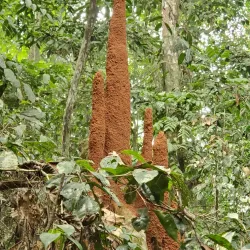 Okomu National Park - Benin