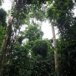 Okomu National Park - Benin