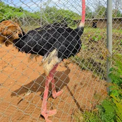 Jos Wildlife Park - Jos