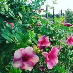 Jhalobia Recreation Park and Gardens - Lagos