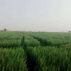 Lake Chad (near Maiduguri) - Maiduguri