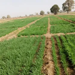 Lake Chad (near Maiduguri) - Maiduguri