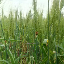 Lake Chad (near Maiduguri) - Maiduguri