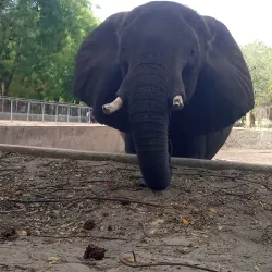 Maiduguri Zoo - Maiduguri