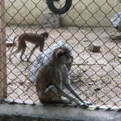 Maiduguri Zoo - Maiduguri