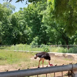 Maiduguri Zoo - Maiduguri