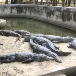 Ngomari Forest Reserve - Maiduguri