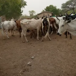 University of Maiduguri - Maiduguri