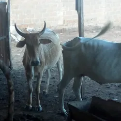 Keana Market - Nassarawa