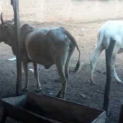 Keana Market - Nassarawa