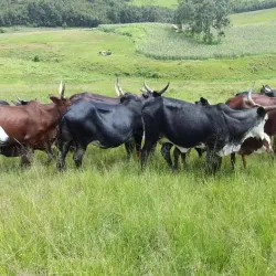 Nguroje Hills - Nguroje