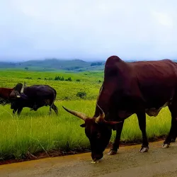 Nguroje Hills - Nguroje