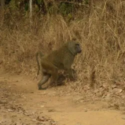 Taraba State Natural Reserves - Nguroje