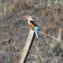 Taraba State Natural Reserves - Nguroje