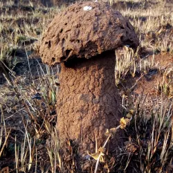 Taraba State Natural Reserves - Nguroje