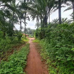 Nsukka Cultural Festival - Nsukka