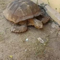 Ogbomosho Cultural Festival - Ogbomosho
