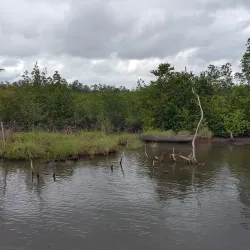 Nembe Creek Mangrove Forest - Yenagoa