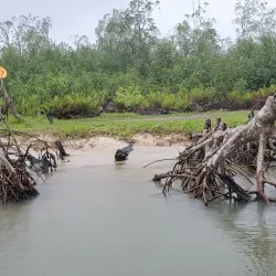Nembe Creek Mangrove Forest - Yenagoa
