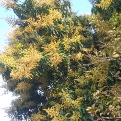 Hikulagi Sculpture Park - Alofi