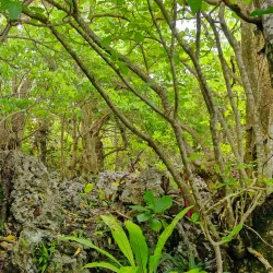 Talava Arches - Alofi