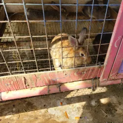 Chunghwa Agricultural Experience Farm - Chunghwa