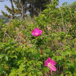 Coastal Fishing Villages - Ongjin