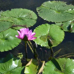 Sariwon Botanical Garden - Sariwon